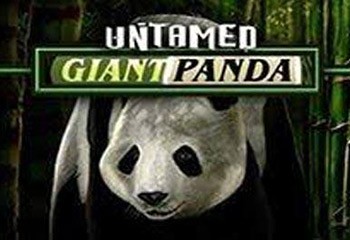 Untamed Giant Panda